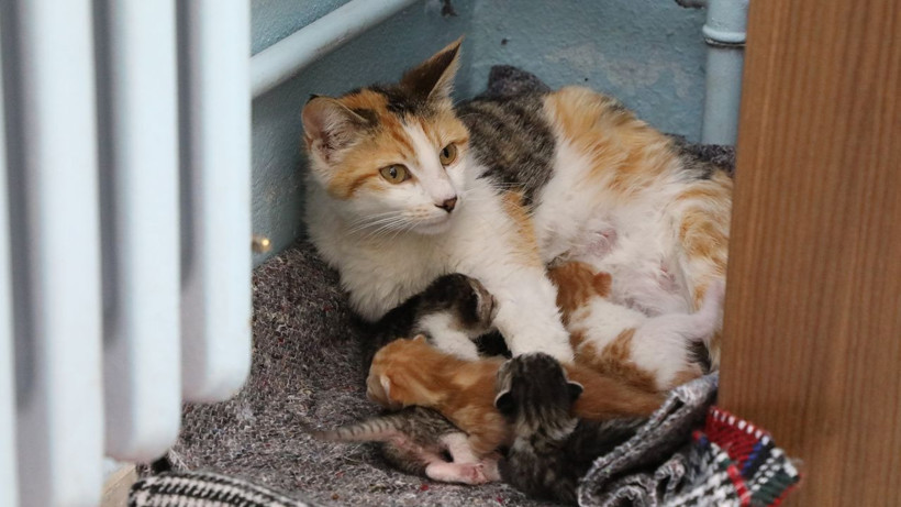 Anne kedi ve yavruları okulun sevgi maskotu oldu - Resim: 6