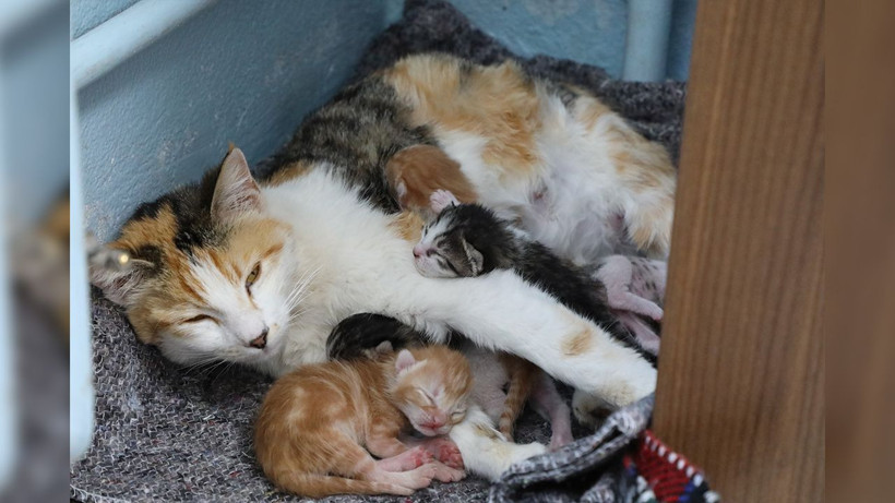 Anne kedi ve yavruları okulun sevgi maskotu oldu - Resim: 3