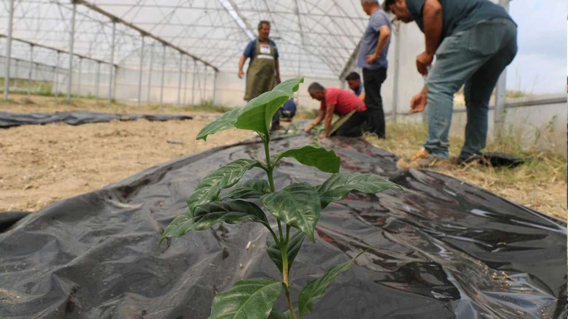 Yerli ve milli kahve hamlesi: Çukurova’dan dünyaya - Resim: 3