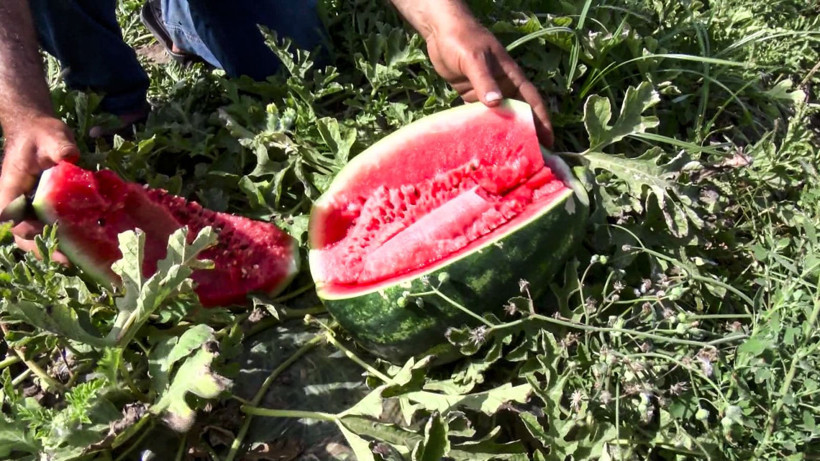 Karpuz hasadı başladı: Tarladaki fiyatı el yaktı - Resim: 4