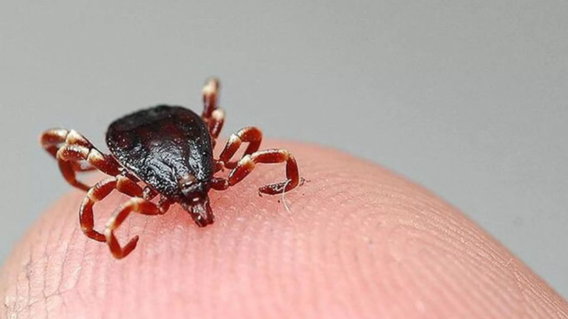 Yağışlarla birlikte kabus hortladı: Kenelerden korunmanın en etkili yolları - Resim: 1