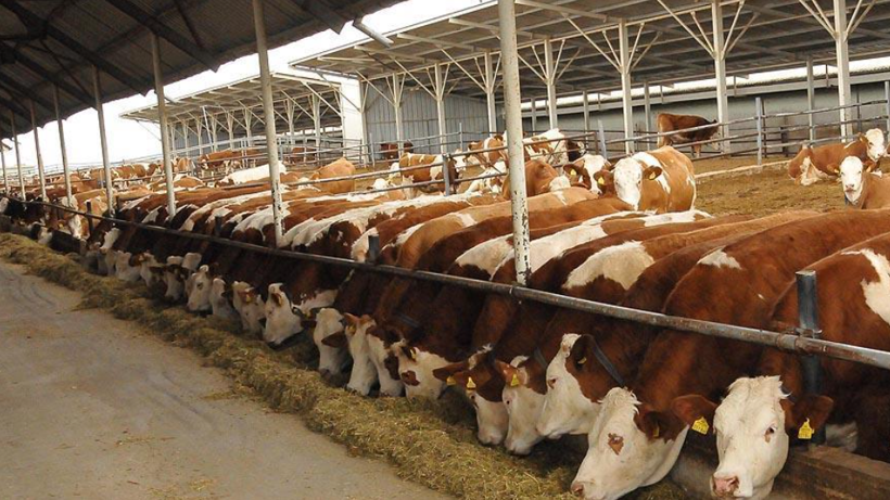 İthal canlı sığır yerli karkas etten pahalı: Kırmızı ette ezber bozan fiyat krizi - Resim: 6