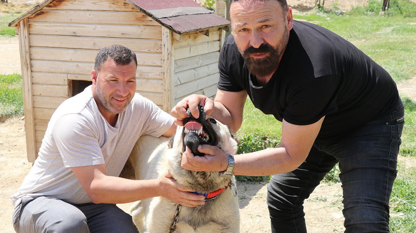 Ona boşuna 'Anadolu Aslanı' demiyorlar! Çene basıncıyla Afrika aslanını tahtından eden ırk - Resim: 4