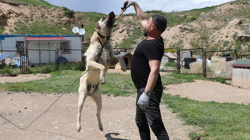 Ona boşuna 'Anadolu Aslanı' demiyorlar! Çene basıncıyla Afrika aslanını tahtından eden ırk - Resim: 2