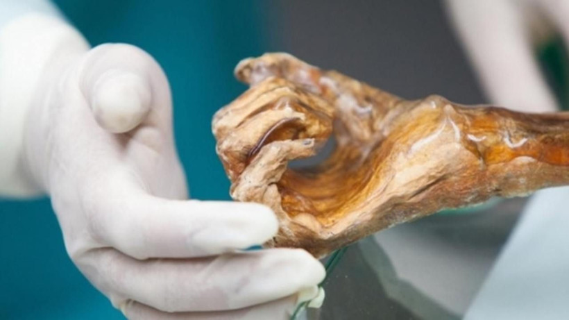 5 bin 300 yıllık Ötzi'nin bedeninde şaşırtan keşif - Resim: 3