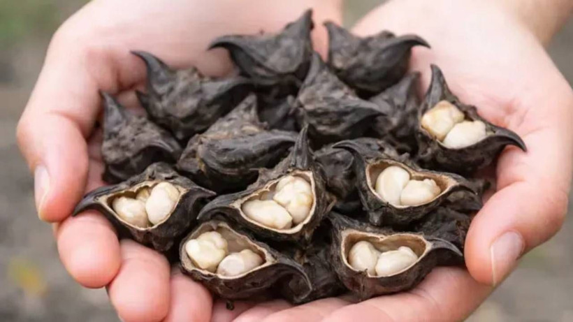 Göllerin altında yetişiyor: Tansiyonu dengeliyor ve damarları gençleştiriyor - Resim: 7