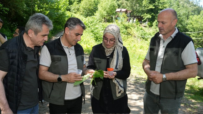 5 bin samuray arısı doğaya salındı - Resim: 1