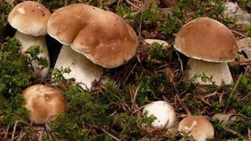 Üreten yaşadı: Bir senede ev ve araba aldıran mantar - Resim: 3