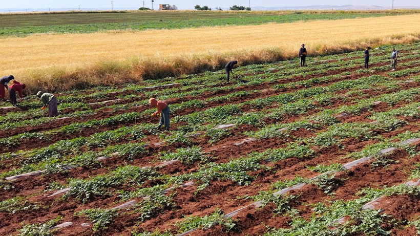 Diyarbakır karpuzunda dolu şoku: Hasat 20 gün gecikti, bu yıl sofralara geç gelecek - Resim: 1
