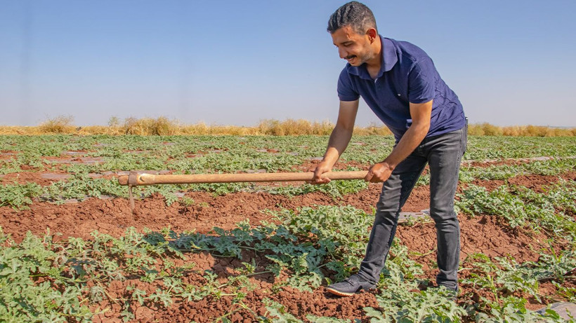 Diyarbakır karpuzunda dolu şoku: Hasat 20 gün gecikti, bu yıl sofralara geç gelecek - Resim: 3