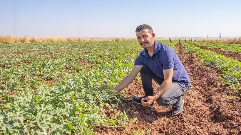 Diyarbakır karpuzunda dolu şoku: Hasat 20 gün gecikti, bu yıl sofralara geç gelecek - Resim: 2