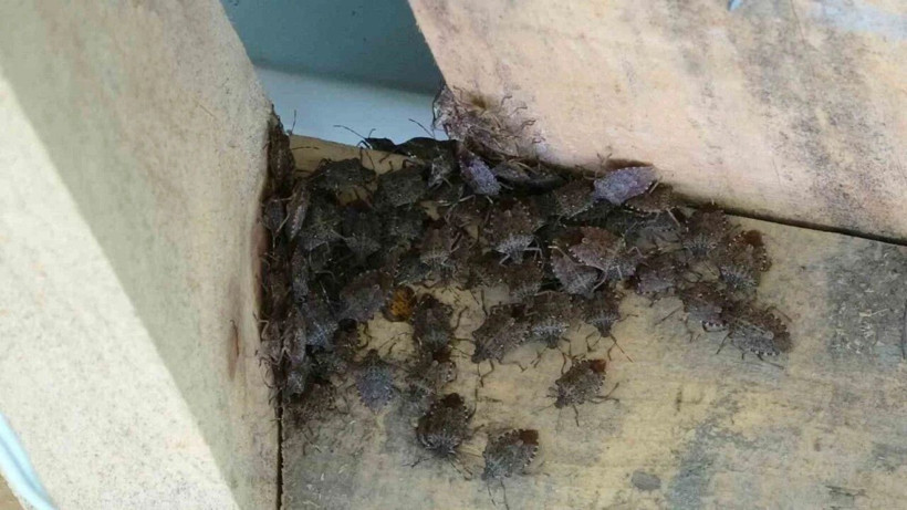 Evleri istila etti, fındığa büyük zarar verdi...Kokarca böceğine karşı 1 milyon 650 binlik hamle - Resim: 5