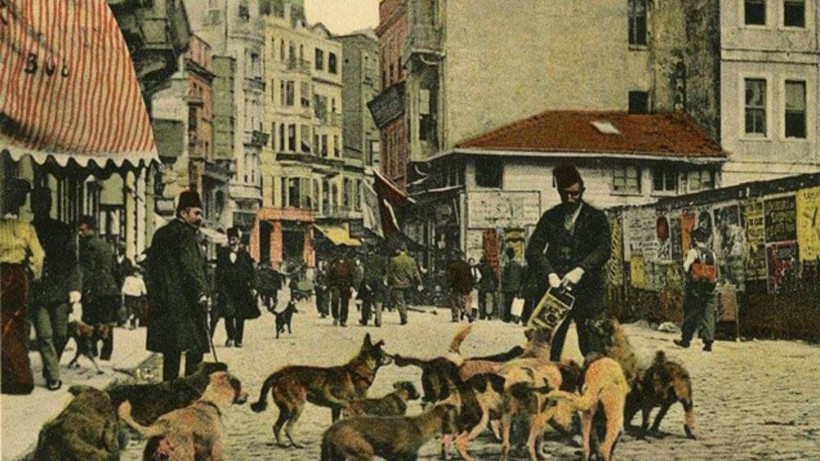 Sokak hayvanlarını beslemek Osmanlı'da saygın bir meslekti: Mancacıları bilir misiniz? - Resim: 2