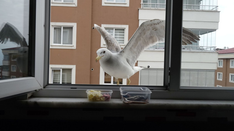 6 aydır her gün gelip camı tıklatıyor: Penceredeki daimi misafir ‘Züccaciyeci Jonathan’ - Resim: 6