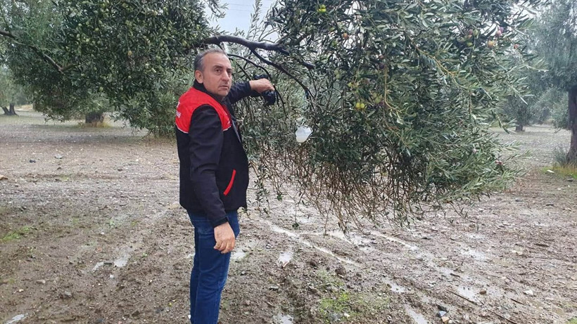 Zeytin üreticilerine kritik Uyarı... Balıkesir'de o Zararlıya karşı dev hareketlilik başladı - Resim: 3