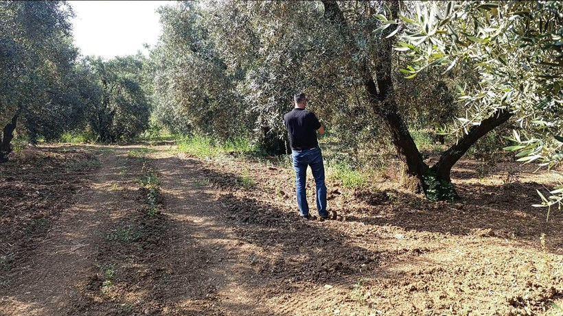Zeytin üreticilerine kritik Uyarı... Balıkesir'de o Zararlıya karşı dev hareketlilik başladı - Resim: 2