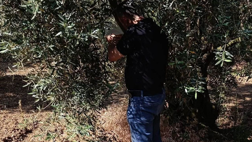 Zeytin üreticilerine kritik Uyarı... Balıkesir'de o Zararlıya karşı dev hareketlilik başladı - Resim: 1
