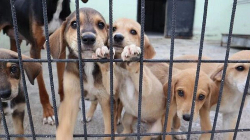 O ülkede sokak köpeği kalmadı... Başıboş köpek sorununu bu yöntemle çözdüler - Resim: 4