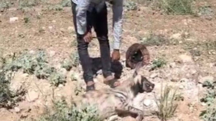 Şanlıurfa’da üzücü olay: Nesli tükenmekte olan çizgili sırtlan ölü bulundu - Resim: 4