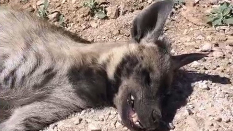 Şanlıurfa’da üzücü olay: Nesli tükenmekte olan çizgili sırtlan ölü bulundu - Resim: 1