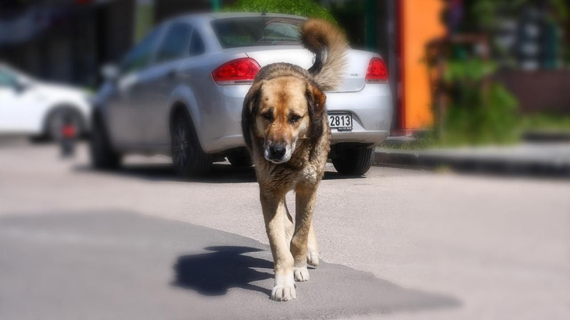 O ülkede sokak köpeği kalmadı... Başıboş köpek sorununu bu yöntemle çözdüler - Resim: 5