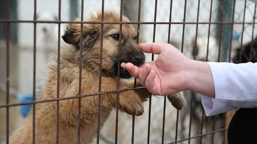 O ülkede sokak köpeği kalmadı... Başıboş köpek sorununu bu yöntemle çözdüler - Resim: 8