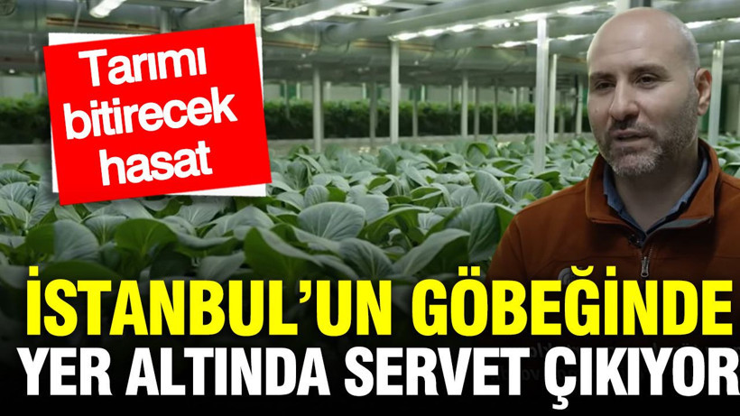 İstanbul’un göbeğinde yer altından servet çıkıyor: Tarımı bitirecek hasat - Resim: 1
