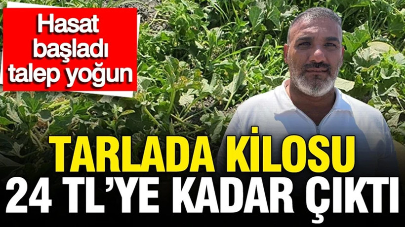 Tarlada kilosu 24 TL’ye kadar çıktı: Hasat başladı, talep yoğun - Resim: 1