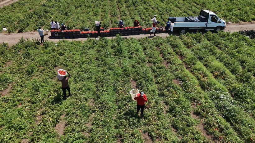 Tarlada 15 TL'den satılıyor… Kavurucu sıcakta hasadı başladı, tezgahta fiyatı ikiye katlanıyor - Resim: 1