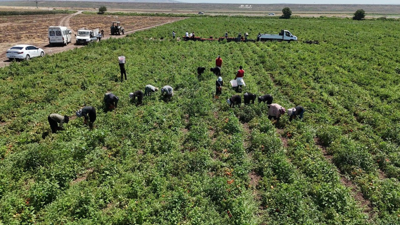 Tarlada 15 TL'den satılıyor… Kavurucu sıcakta hasadı başladı, tezgahta fiyatı ikiye katlanıyor - Resim: 4