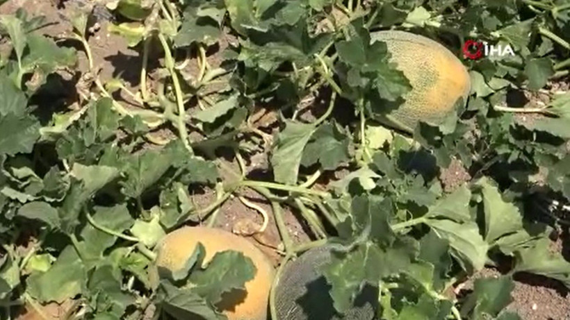 Geçen yıl kilosu 15 TL'ydi bu yıl hedef en az 30 TL: İstanbul'un gözdesinde hasat başladı - Resim: 6