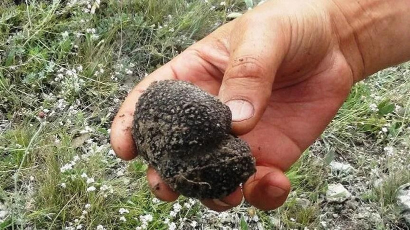 Toprağın altındaki servet: Erzurum ve Erzincan’dan ekonomiye 30 milyonluk katkı - Resim: 3