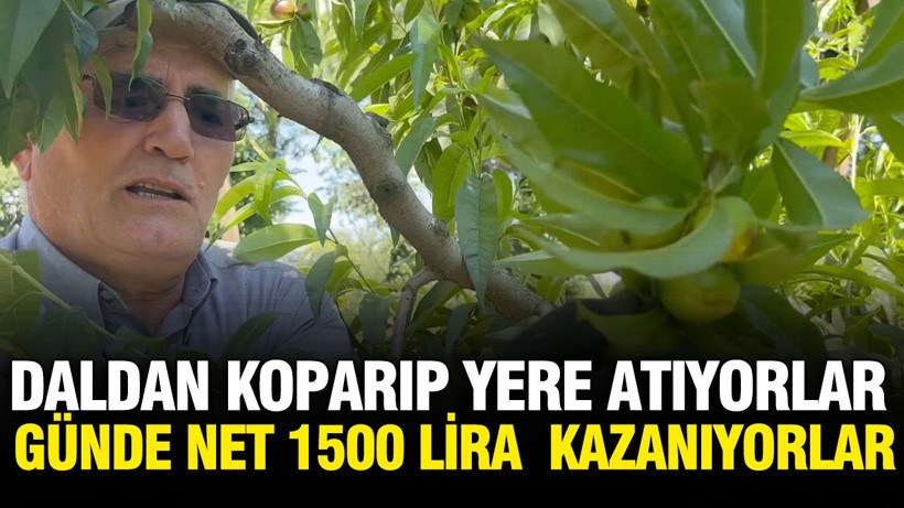 Günde net 1500 TL nakit kazanç elde ediyorlar: Dalından koparıp yere atıyorlar - Resim: 1