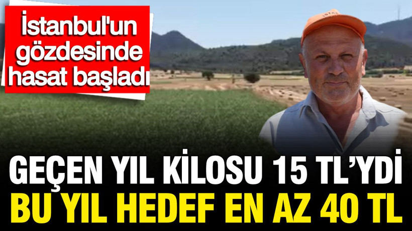 Geçen yıl kilosu 15 TL'ydi bu yıl hedef en az 30 TL: İstanbul'un gözdesinde hasat başladı - Resim: 1