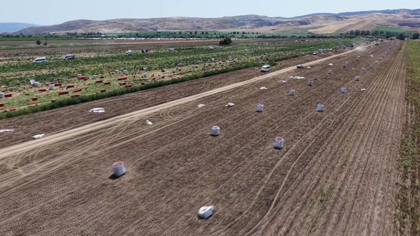 Tarlada 14 TL'den alıcı buluyor.… 130 bin tonluk dev hasat başladı - Resim: 6