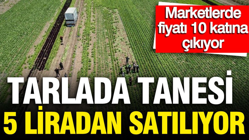 Tarlada tanesi 5 lira: Marketlerde fiyatı 10 katı, 700 dekarlık alanda hasat başladı - Resim: 1