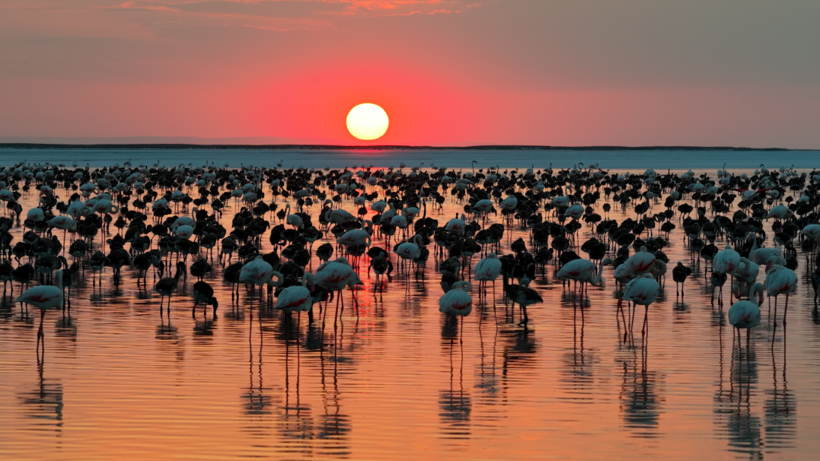 Tuz Gölü’nde görsel şölen: Flamingo yavrusu sayısı 5 yılın zirvesine ulaştı - Resim : 1
