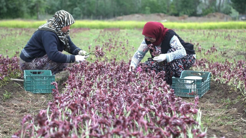 Aylık ortalama 20 bin lira ek gelir kazandırıyor: Dev hasat başladı - Resim: 6