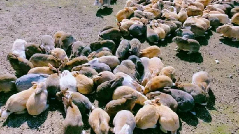 Kendi elleriyle felaketi yarattılar: 24 tanesini bıraktılar 600 milyonu geri döndü - Resim: 7
