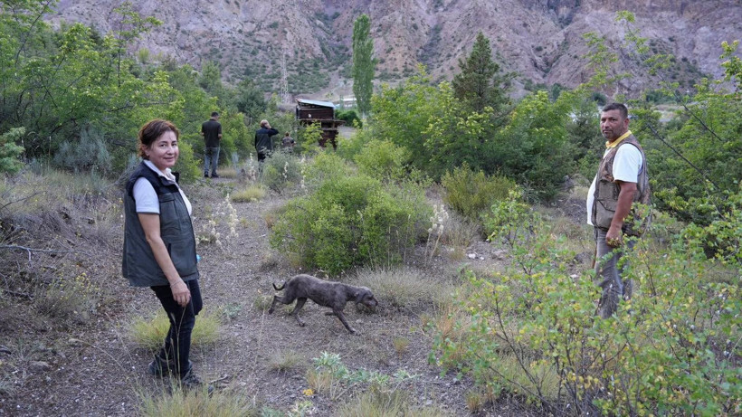 Kilosu 13 bin TL'den başlıyor 300 bine kadar çıkıyor: Dağlardan köpeklerle servet topluyorlar - Resim: 5
