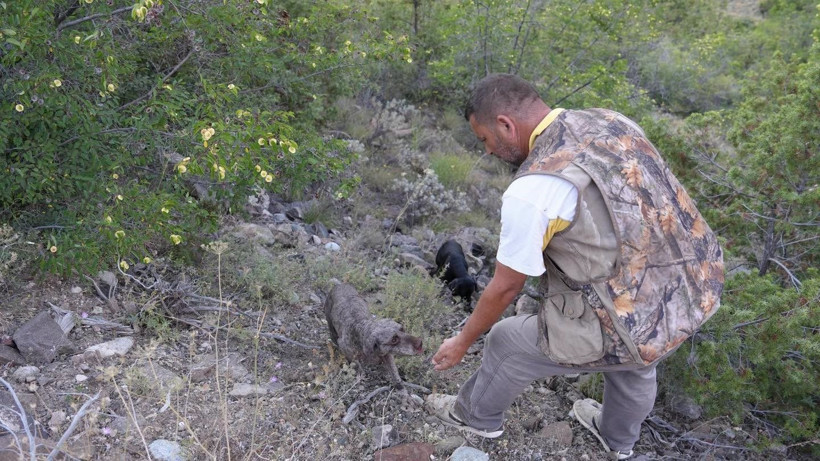 Kilosu 13 bin TL'den başlıyor 300 bine kadar çıkıyor: Dağlardan köpeklerle servet topluyorlar - Resim: 4