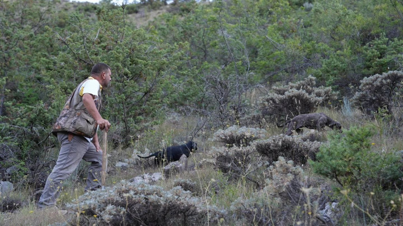 Kilosu 13 bin TL'den başlıyor 300 bine kadar çıkıyor: Dağlardan köpeklerle servet topluyorlar - Resim: 1