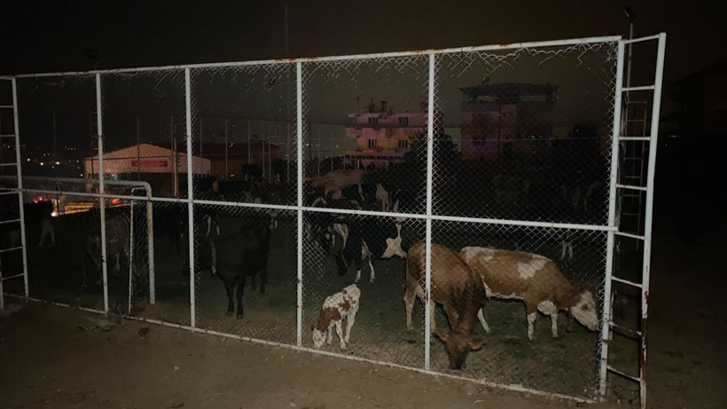 Aydın’da alevler mahalle sınırına dayandı: Dehşet anlarında halı saha hayvanlar için barınağa dönüştü - Resim: 7