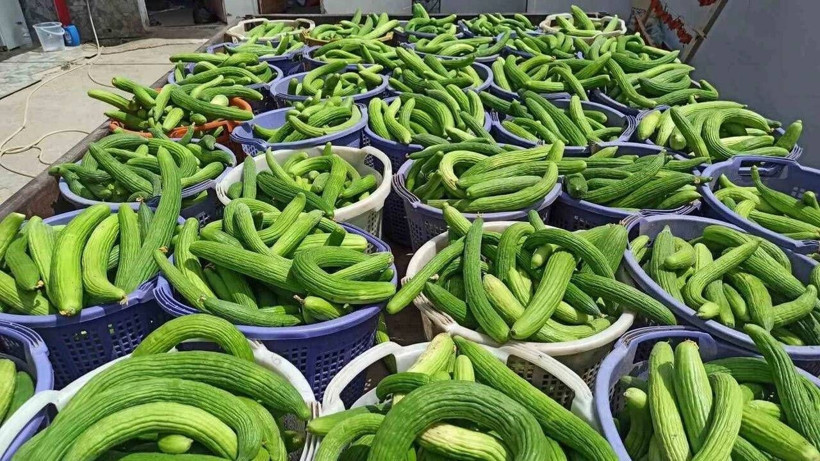Tarlada hasat başladı: Kilosu 50 liradan kapanıyor, kapış kapış gidiyor - Resim: 7