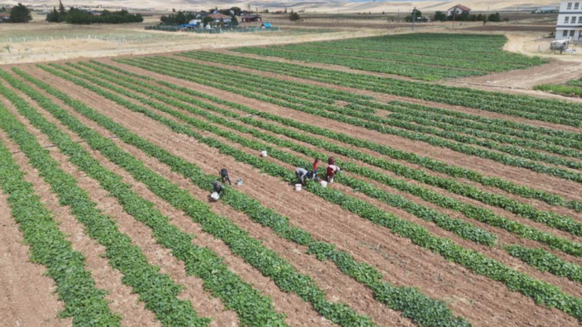 5 kilosu 900 lira: Çubuk turşusu bu sene de Ankara’nın dünyaya açılan kapısı olacak - Resim: 1