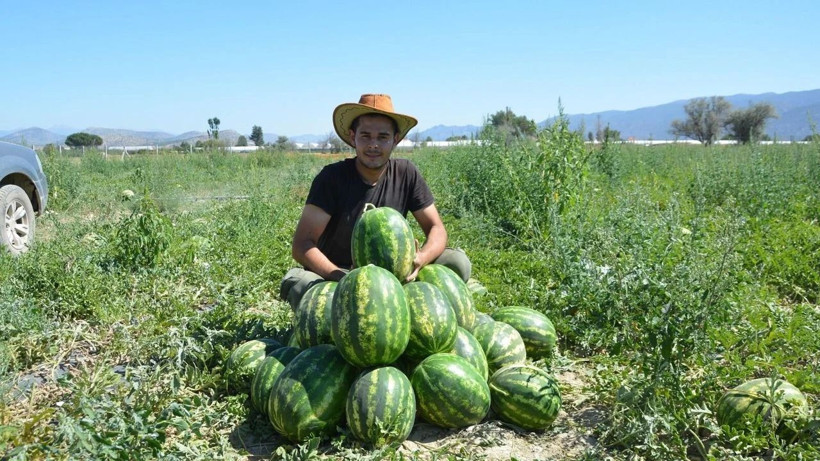 Kilosunu 10 liradan satıyorlar: Taleplere yetişemiyorlar - Resim: 1