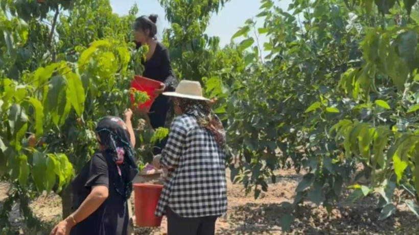 Hasat başladı: Kilosu 25 TL’ye düştü, üretici isyan etti - Resim: 5