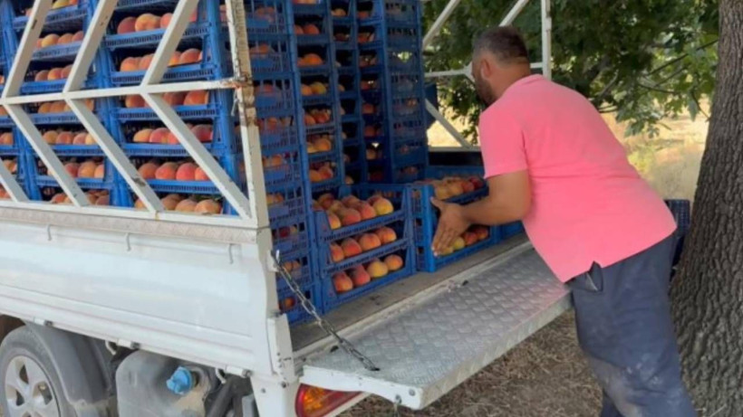 Hasat başladı: Kilosu 25 TL’ye düştü, üretici isyan etti - Resim: 3