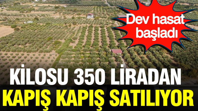 Kilosu 350 liradan kapış kapış satılıyor: Dev hasat başladı - Resim: 1