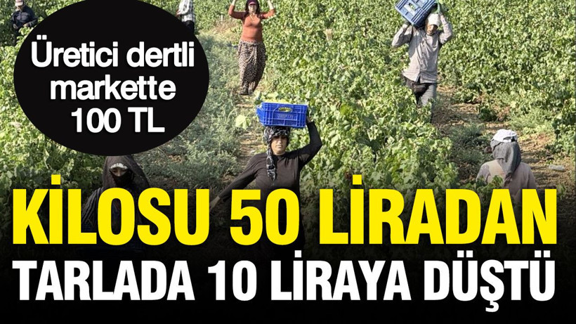 Tarlada hasat başladı: Kilosu 50 liradan 10 liraya düştü, üretici dertli - Resim: 1